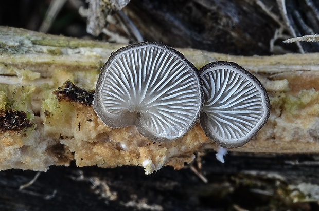 lastúrka modrastosivá Hohenbuehelia atrocaerulea (Fr.) Singer