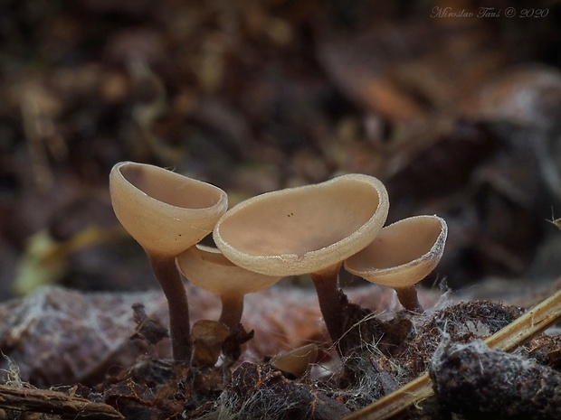 jahňadka Ciboria sp.