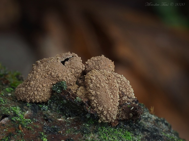 dutinovka otrubnatá Encoelia furfuracea (Roth) P. Karst.