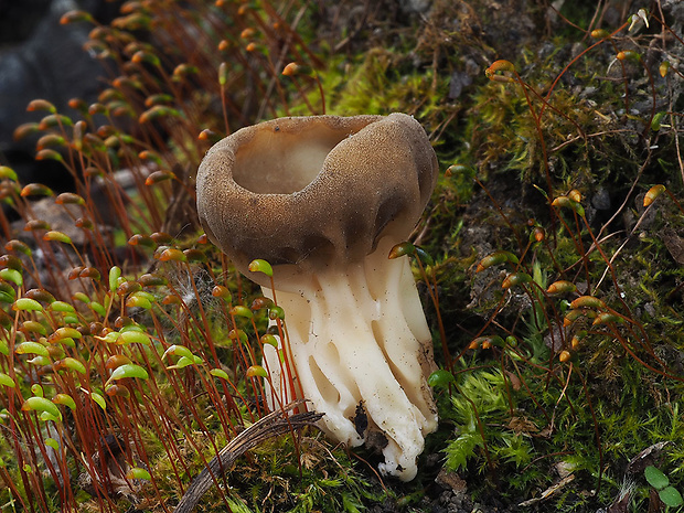 chriapač kalíškovitý Helvella acetabulum (L.) Quél.