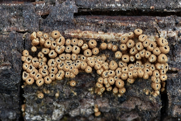 padrobnica Merismodes sp.