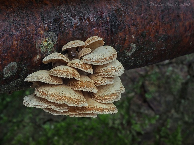 pňovka obyčajná Panellus stipticus (Bull.) P. Karst.