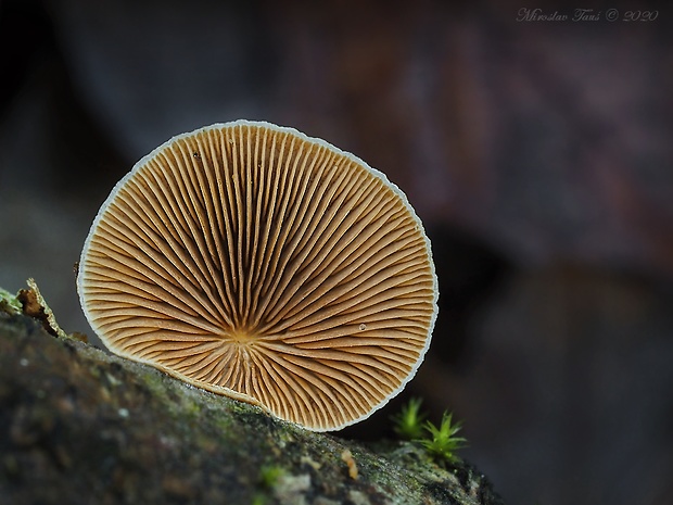 pňovka Tectella patellaris (Fr.) Murrill