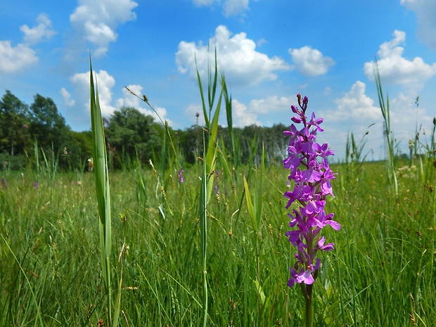 červenohlav močiarny Anacamptis palustris (Jack.) R. M. Bateman, A. M. Pringeon & M. W. Chase