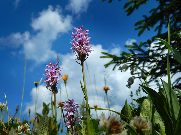 vstavačovec fuchsov pravý Dactylorhiza fuchsii subsp. fuchsii (Druce) Soó