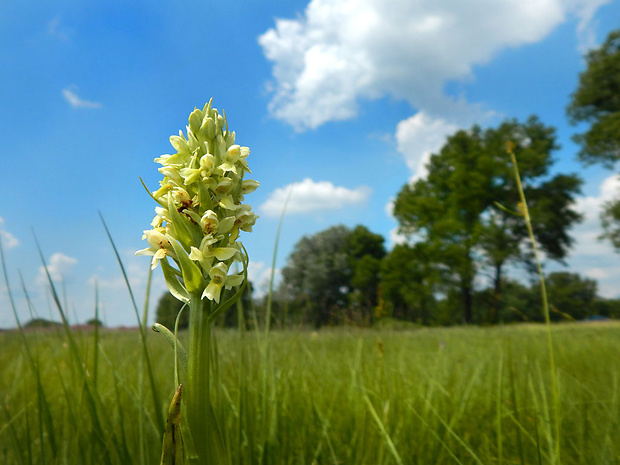 vstavačovec bledožltý Dactylorhiza ochroleuca (Wustnei ex Boll) Holub