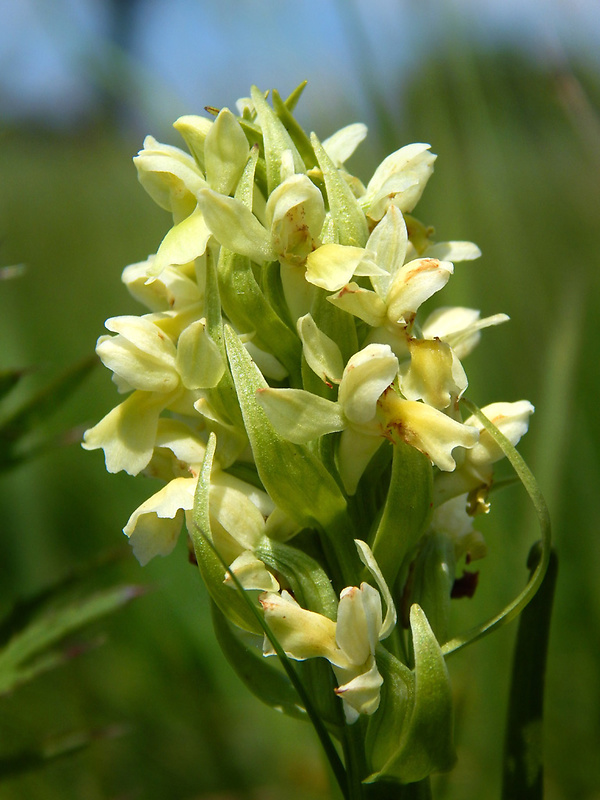 vstavačovec bledožltý Dactylorhiza ochroleuca (Wustnei ex Boll) Holub