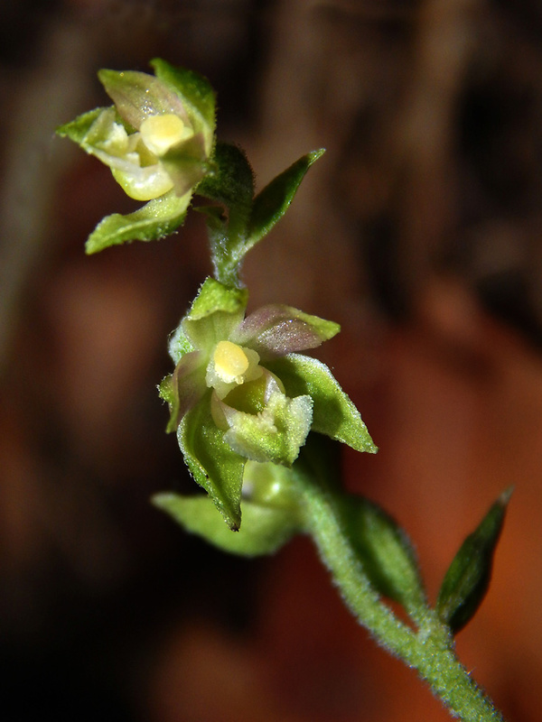 kruštík drobnolistý Epipactis microphylla (Ehrh.) Swartz