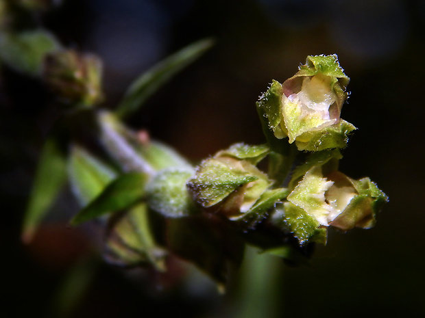 kruštík drobnolistý Epipactis microphylla (Ehrh.) Swartz