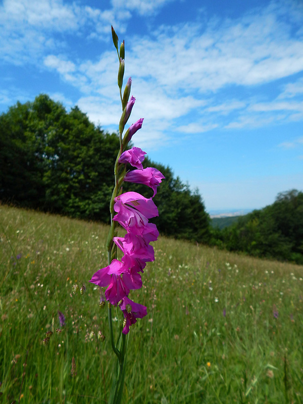 mečík škridlicovitý Gladiolus imbricatus L.