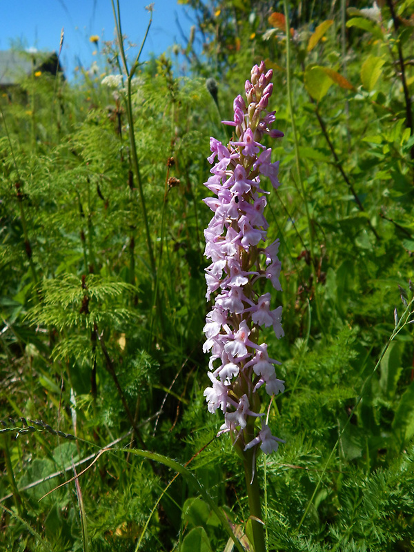 päťprstnica obyčajná Gymnadenia conopsea (L.) R. Br.