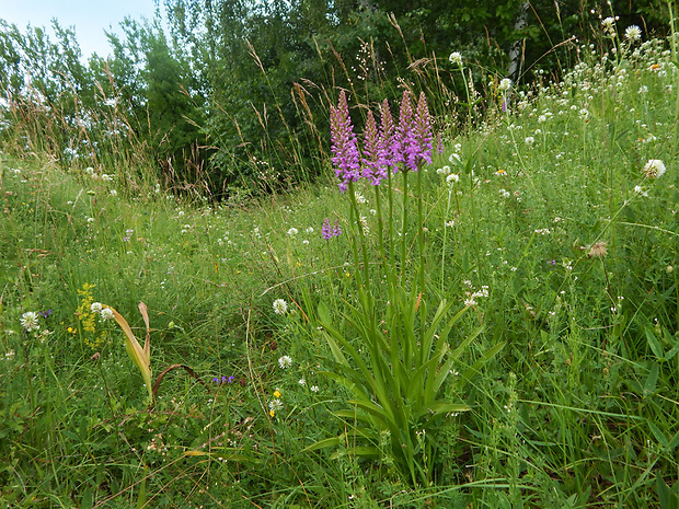 päťprstnica hustokvetá Gymnadenia densiflora (Wahlenb.) A. Dietr.