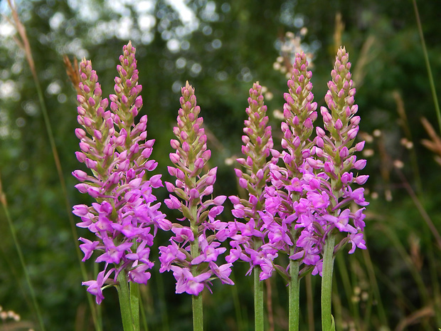 päťprstnica hustokvetá Gymnadenia densiflora (Wahlenb.) A. Dietr.