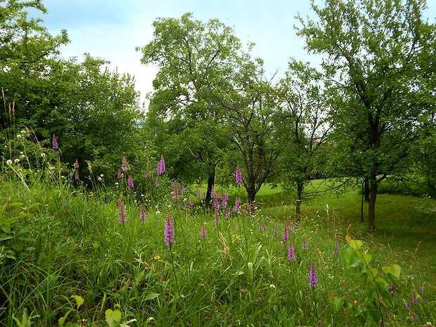 päťprstnica hustokvetá Gymnadenia densiflora (Wahlenb.) A. Dietr.