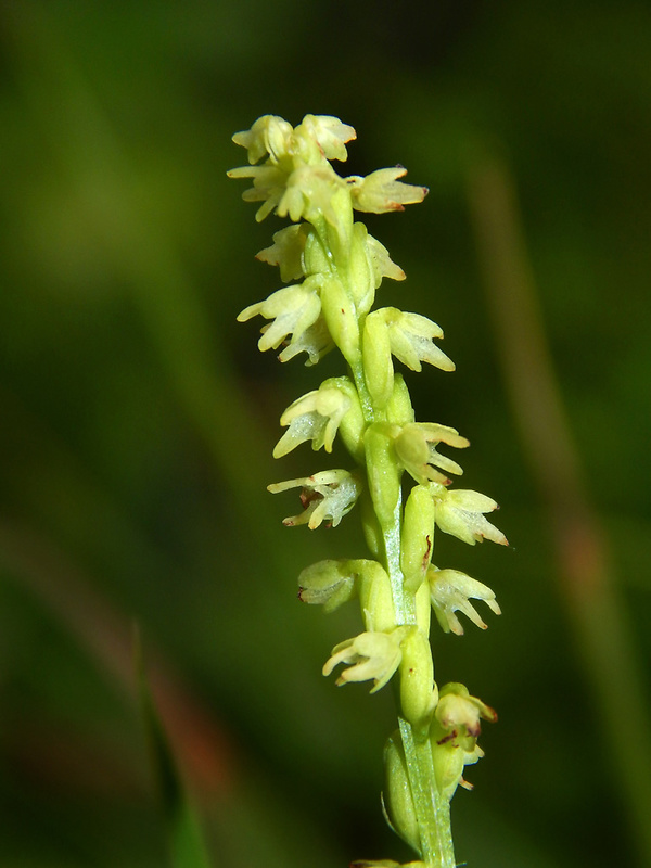 trčuľa jednohľuzá Herminium monorchis (L.) R. Br.