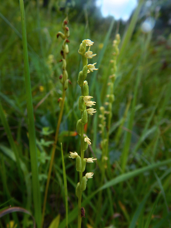 trčuľa jednohľuzá Herminium monorchis (L.) R. Br.