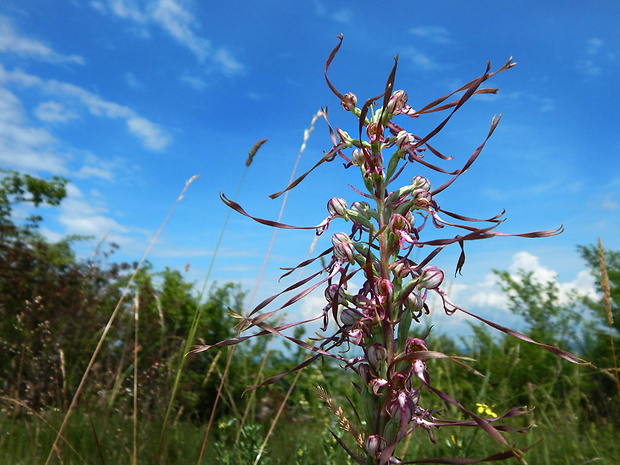 jazýčkovec jadranský Himantoglossum adriaticum H. Baumann