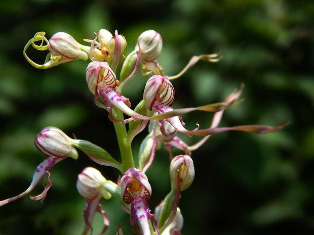 jazýčkovec jadranský Himantoglossum adriaticum H. Baumann