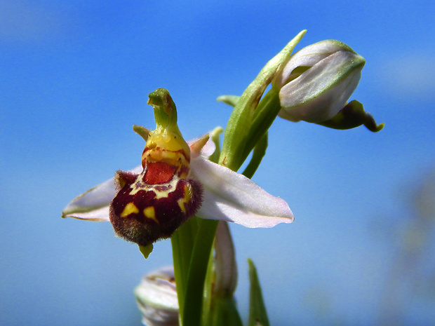 hmyzovník včelovitý Ophrys apifera Huds.