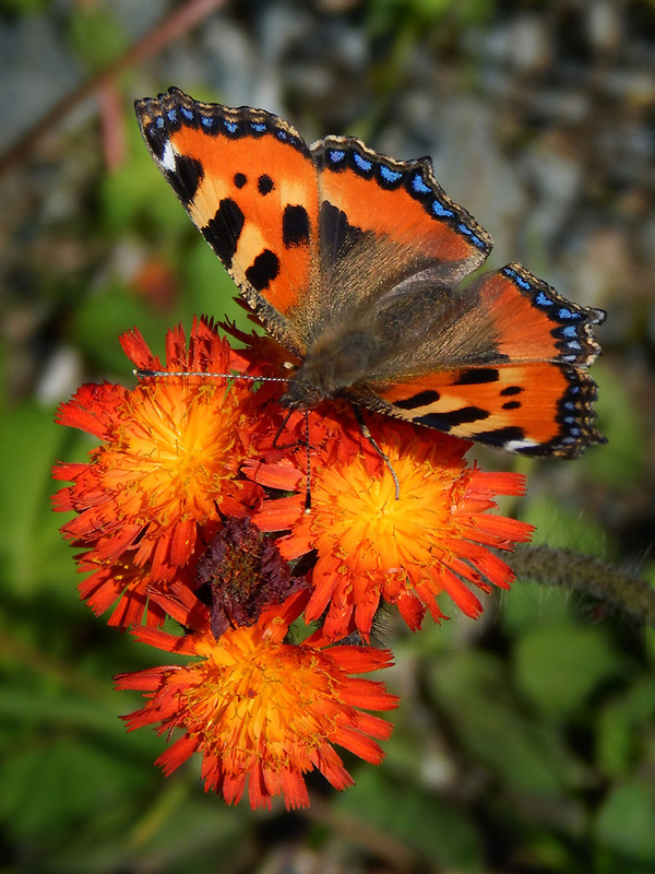 chlpánik oranžový Pilosella aurantiaca (L.) F. W. Schultz et Sch. Bip.