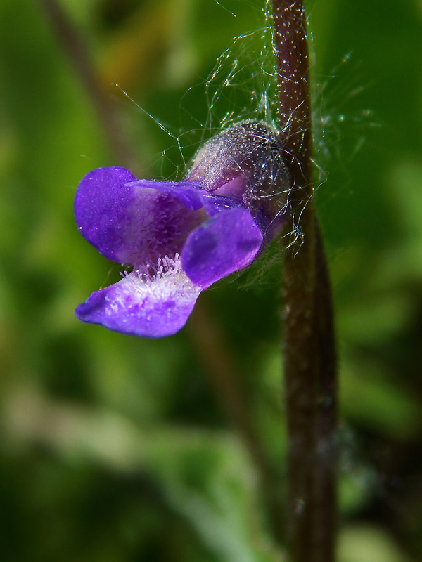 tučnica obyčajná Pinguicula vulgaris L.