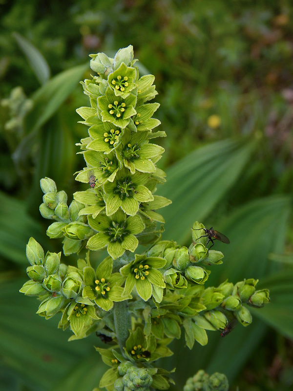 kýchavica biela lobelova Veratrum album subsp. lobelianum (Bernh.) Arcang.