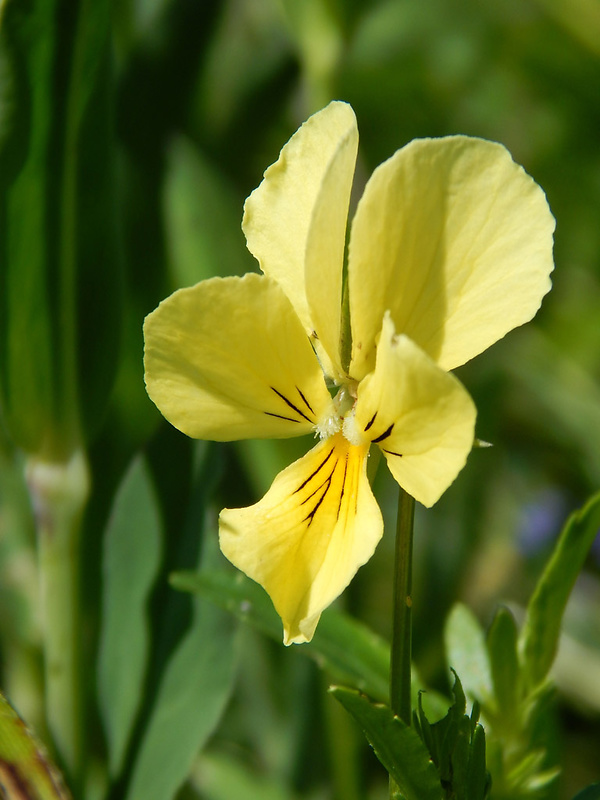 fialka žltá sudetská Viola lutea subsp. sudetica (Willd.) Nyman