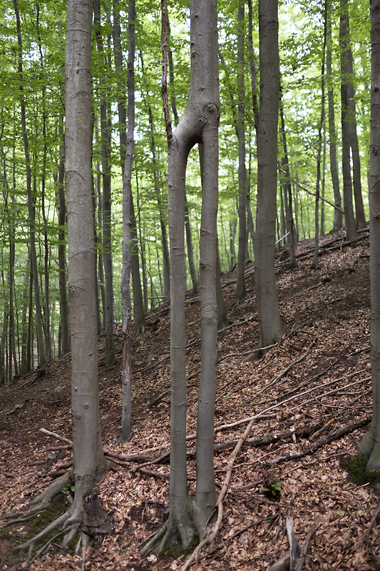 buk lesný Fagus sylvatica L.