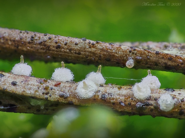 tmavka Melanospora sp.