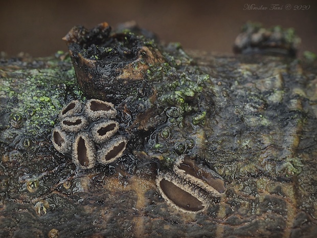 dutinovka Sclerencoelia sp.