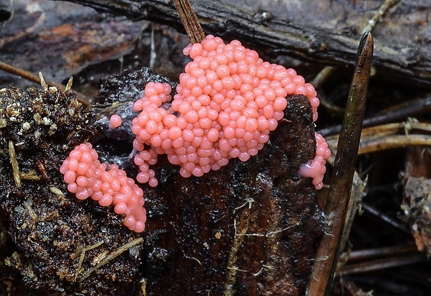 slizovka Myxomycetes