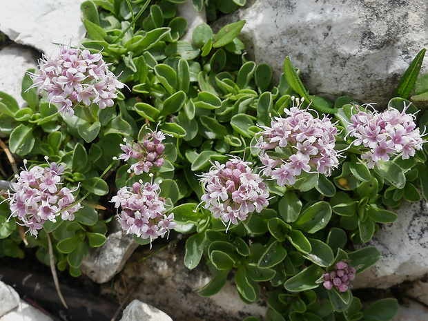 valeriána Valeriana supina Ard.