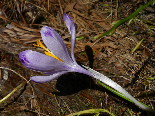 šafran spišský Crocus discolor G. Reuss