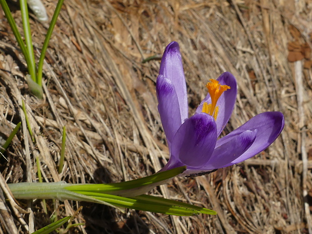 šafran spišský Crocus discolor G. Reuss