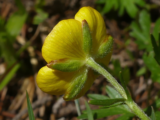 iskerník pahorský Ranunculus pseudomontanus Schur