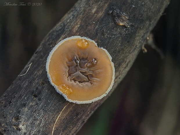 škľabka plstnatá Schizophyllum amplum (Lév.) Nakasone