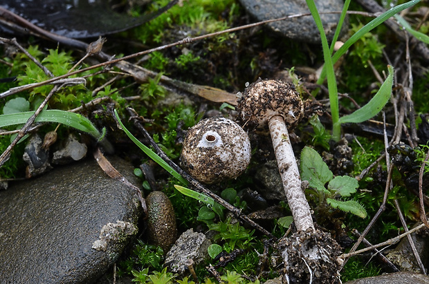 stopkovec zimný Tulostoma brumale Pers.