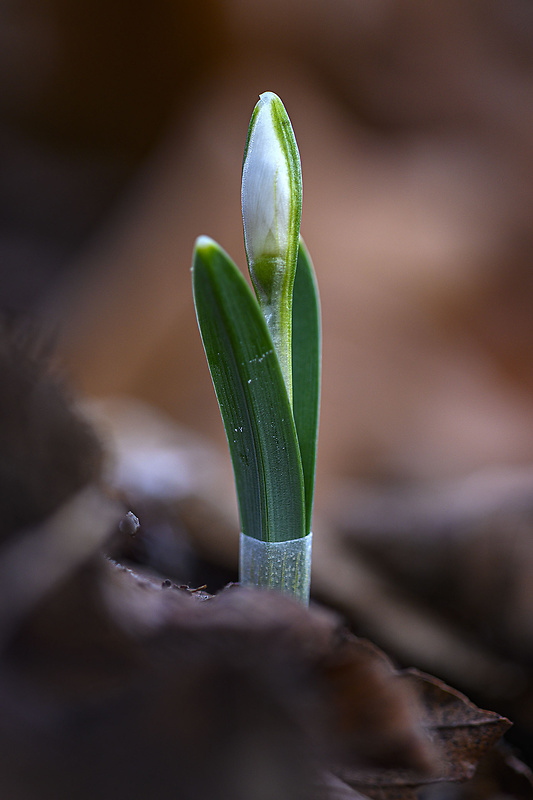 snežienka jarná Galanthus nivalis L.