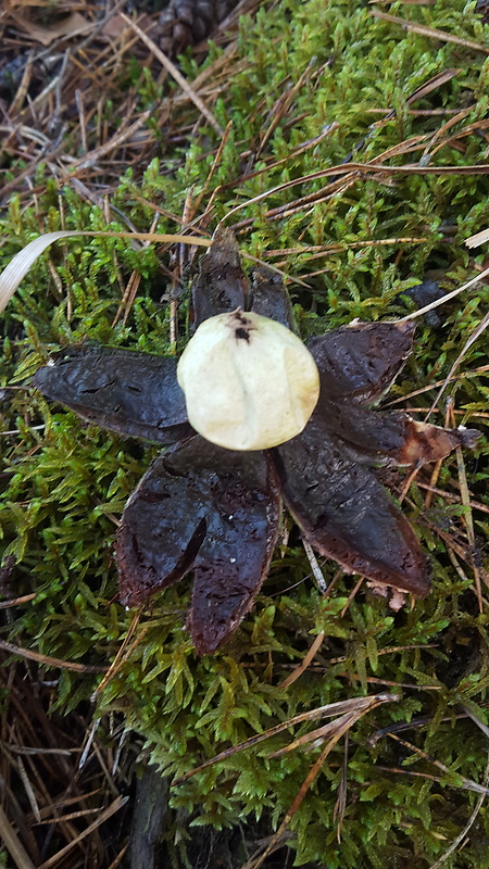 hviezdovka červenkastá Geastrum rufescens Pers.