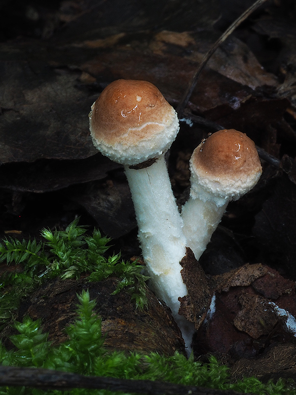 bedlička vlnatá Lepiota clypeolaria (Bull.) P. Kumm.