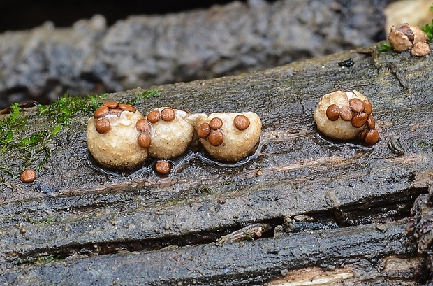 hniezdovec deformovaný Nidularia deformis (Willd.) Fr.