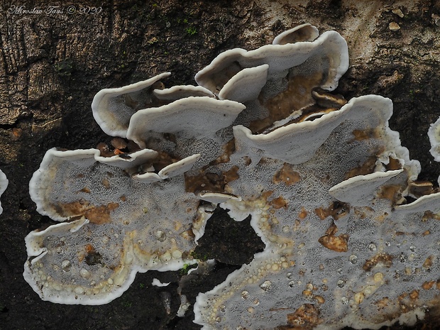 sivopórovka tmavá Bjerkandera adusta (Willd.) P. Karst.