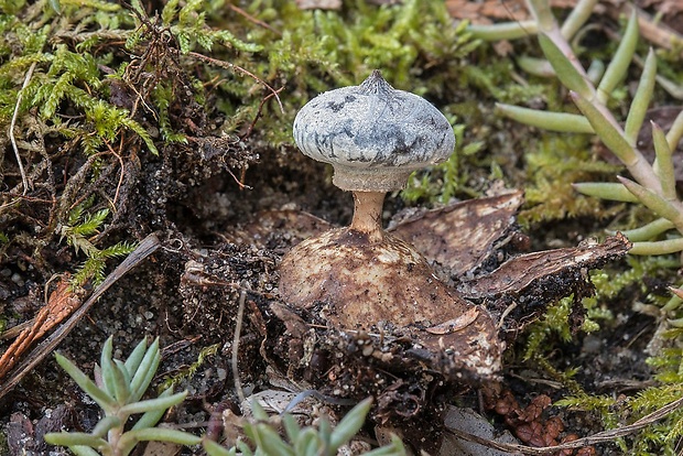 hviezdovka golierikovitá Geastrum striatum DC.