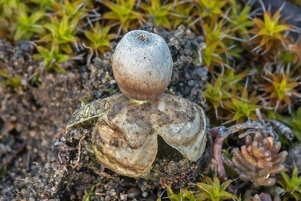 - Geastrum cf. granulosum