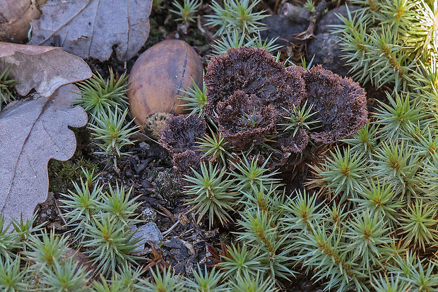 plesňovka zemná Thelephora terrestris Ehrh.