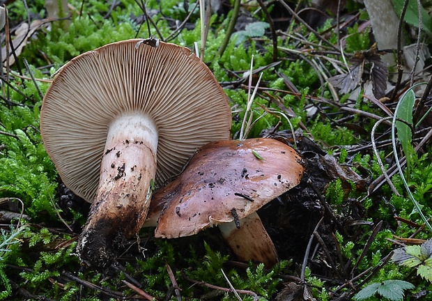 čírovka prstencová Tricholoma batschii Gulden