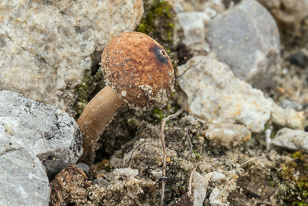 stopkovec zimný Tulostoma brumale Pers.