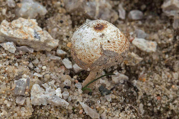 stopkovec zimný Tulostoma brumale Pers.