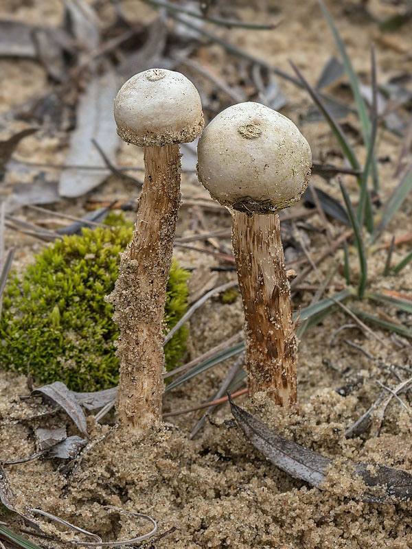 stopkovec vláknitý Tulostoma fimbriatum Fr.