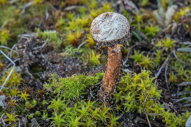 stopkovec Tulostoma sp.